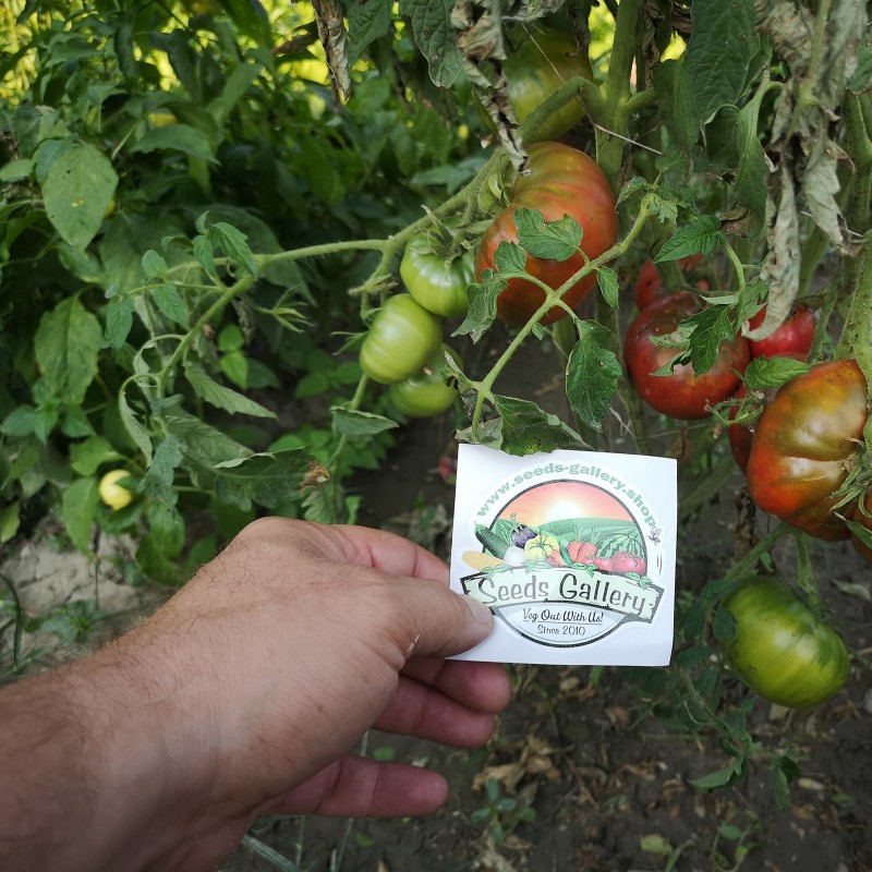 Price: €1.95 - Schwarze Tomatensamen - Schwarz von Tula - Seeds Gallery