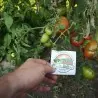 BLACK FROM TULA Tomato Seeds