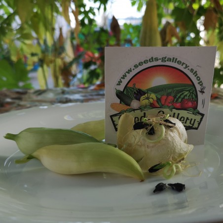 Price: €3.5 - Graines de CONCOMBRE DES ANDES - Seeds Gallery
