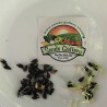 Price: €3.5 - Semi di Caigua - Cetriolo Inca (Cyclanthera Pedata) - Seeds Gallery