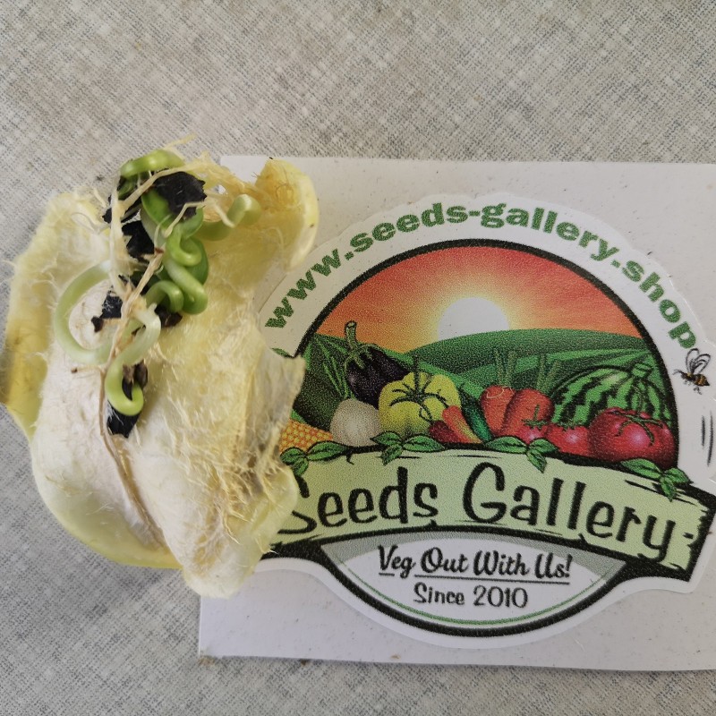 Inka Gurke Samen (Cyclanthera pedata) | 3,50 €