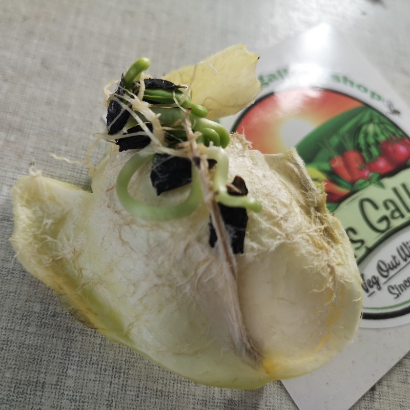Price: €3.5 - Semi di Caigua - Cetriolo Inca (Cyclanthera Pedata) - Seeds Gallery