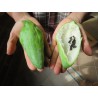 Price: €3.5 - Semi di Caigua - Cetriolo Inca (Cyclanthera Pedata) - Seeds Gallery