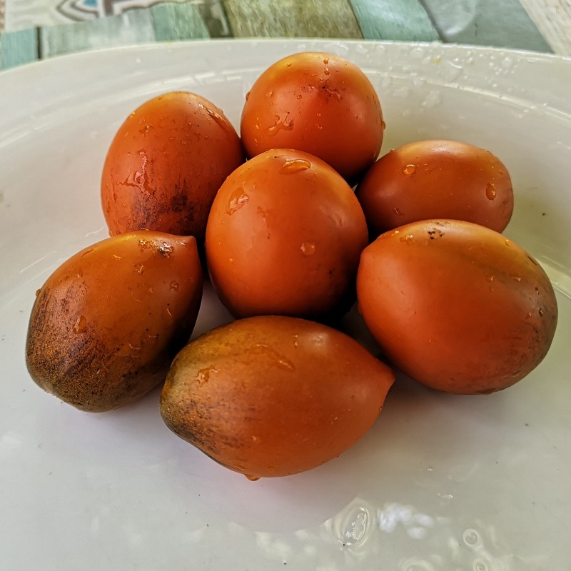 Price: €1.75 - Semillas de tomate Summer Temptation - Seeds Gallery