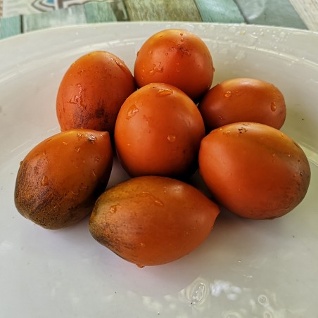 Price: €1.75 - Semillas de tomate Summer Temptation - Seeds Gallery