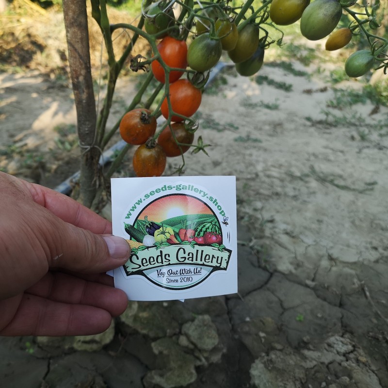Price: €1.75 - Semillas de tomate Summer Temptation - Seeds Gallery