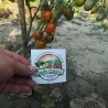 Price: €1.75 - Semillas de tomate Summer Temptation - Seeds Gallery