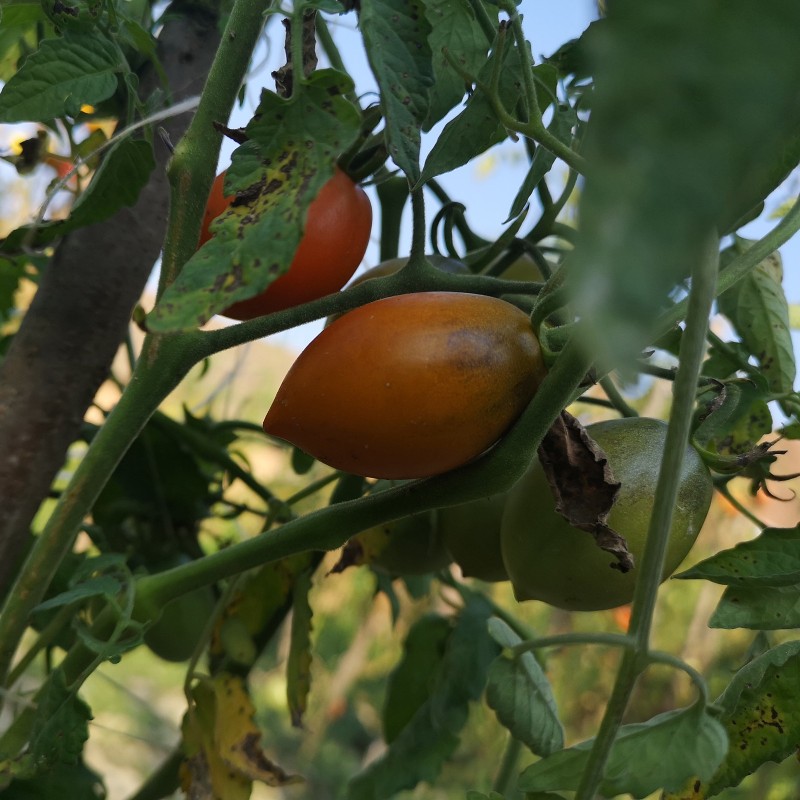Price: €1.75 - Semillas de tomate Summer Temptation - Seeds Gallery