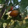 Price: €1.75 - Semillas de tomate Summer Temptation - Seeds Gallery