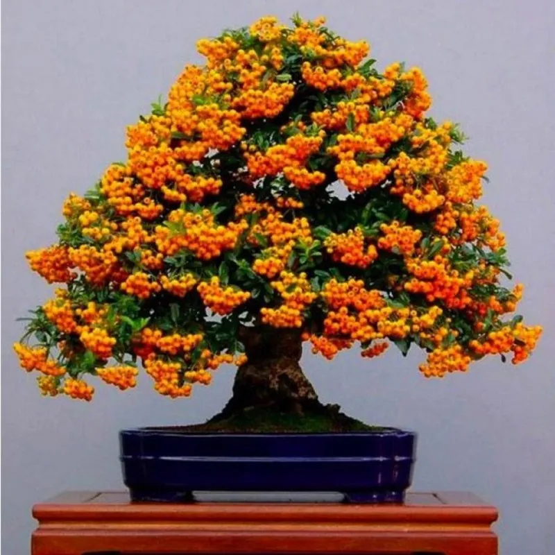 Eldtornssläktet Frön Bonsai (Pyracantha coccinea)