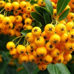 Price: €1.5 - Semillas de Espino de fuego (Pyracantha coccinea) - 