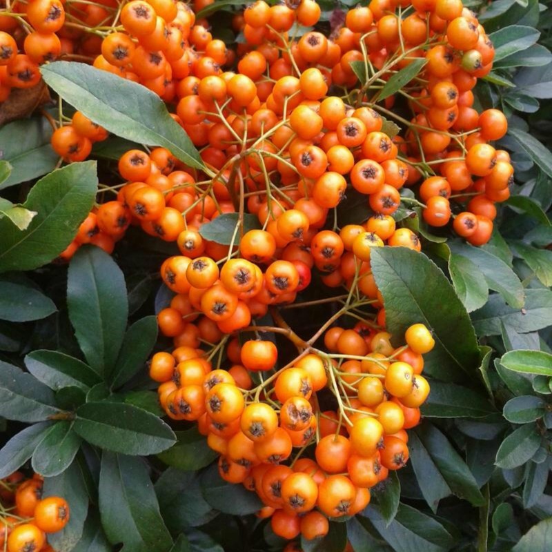 Sementes de Piricanto Bonsai (Pyracantha coccinea)