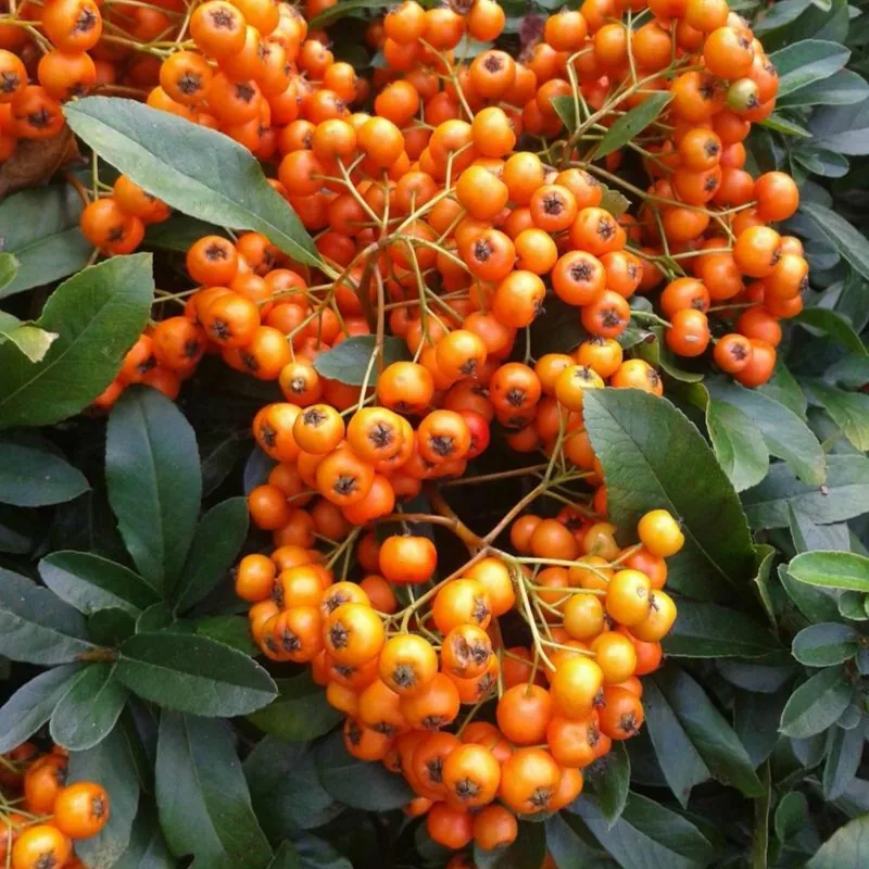 Σπόροι ΠΥΡΑΚΑΝΘΟΣ μπονσάι (Pyracantha coccinea)