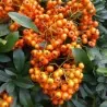 Scarlet Firethorn Seeds (Pyracantha coccinea)