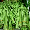 Price: €2.25 - Sementes Feijão Metro De Comprimento - Seeds Gallery