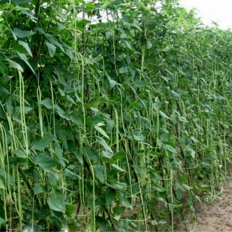 Price: €2.25 - Sementes Feijão Metro De Comprimento - Seeds Gallery