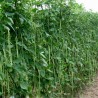 Price: €2.25 - Sementes Feijão Metro De Comprimento - Seeds Gallery