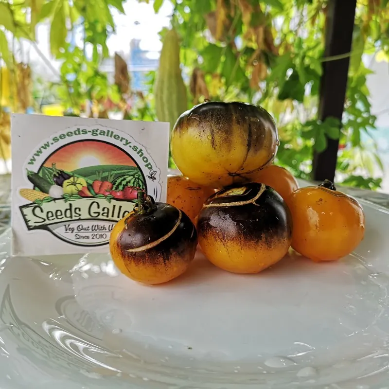 Price: €1.95 - Blue Gold Tomato Seeds - Seeds Gallery