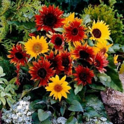 Garden Sunflower Seeds Multi Color
