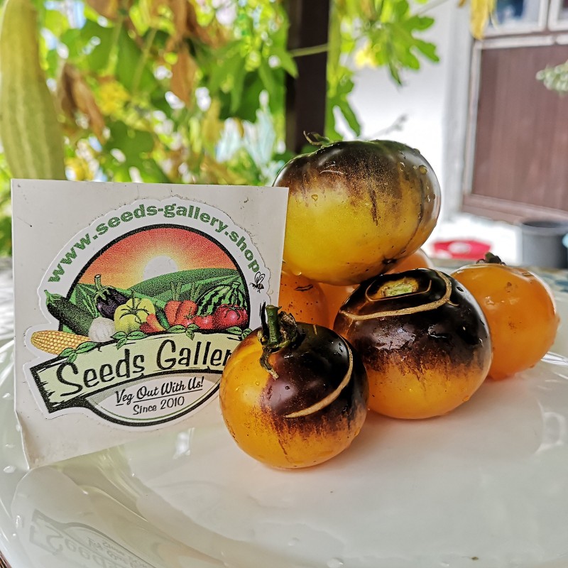 Price: €1.95 - Blue Gold Tomato Seeds - Seeds Gallery