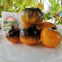 Price: €1.95 - Σπόροι ντομάτας μπλε χρυσού (Blue Gold) - Seeds Gallery