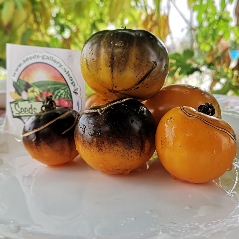 Price: €1.95 - Semi di pomodoro oro blu (Blue Gold) - Seeds Gallery