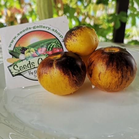 Price: €1.95 - Blue Gold Tomato Seeds - Seeds Gallery