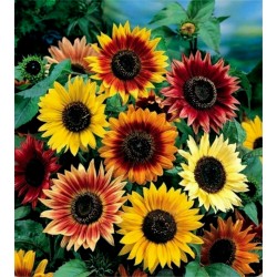 Graines De Tournesol Ornemental Multicolore