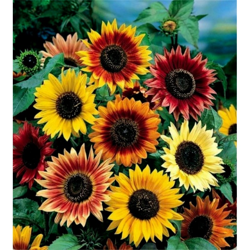 Garden Sunflower Seeds Multi Color