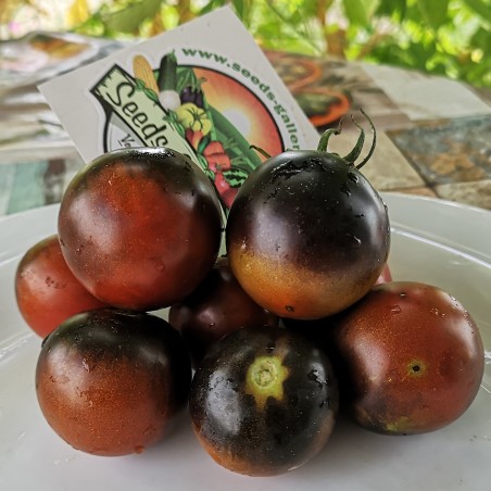 Sementes de tomate de chocolate azul | 1,85 €