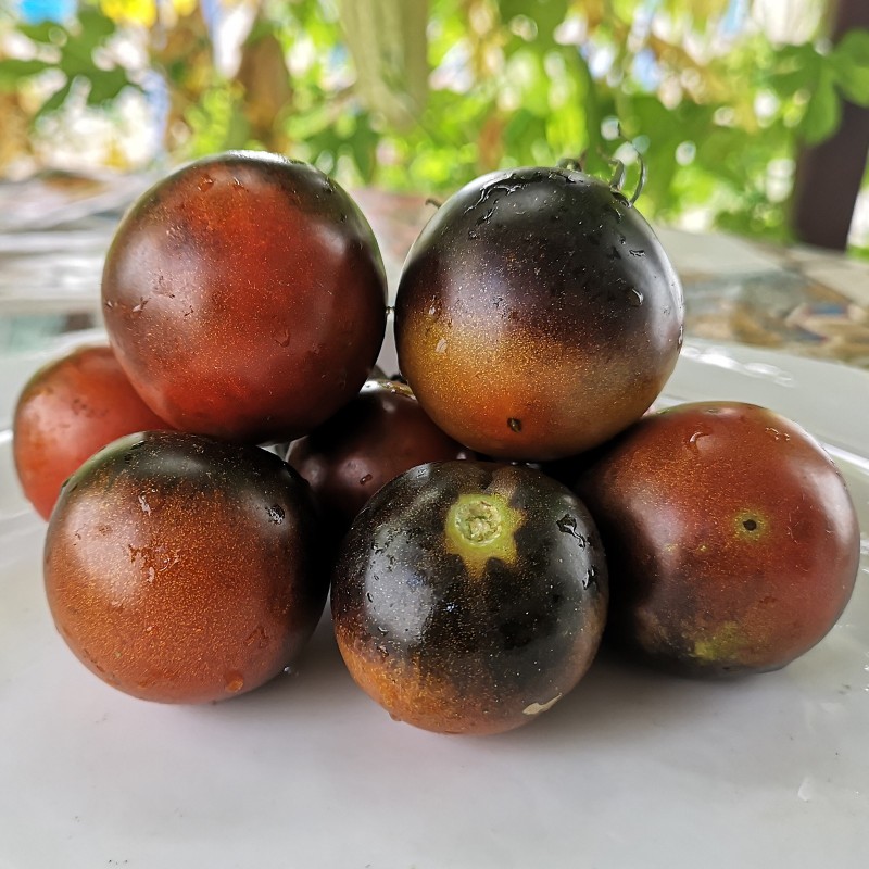 Blå choklad tomatfrön | 1,85 €