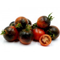 Price: €1.85 - Σπόροι ντομάτας μπλε σοκολάτας - Seeds Gallery