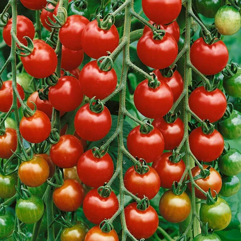 Grains de tomates Garden Delight