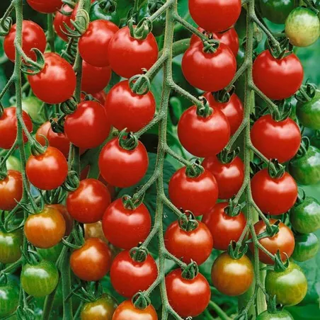 Gardeners Delight Tomato
