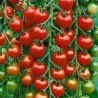 Grains de tomates Garden Delight