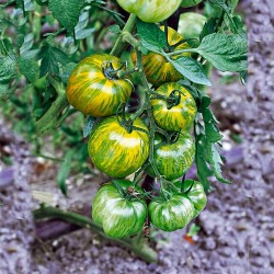 Price: €2.25 - بذور الطماطم سمارالد - Seeds Gallery