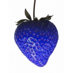 African Blue - Blaue Erdbeeren Samen