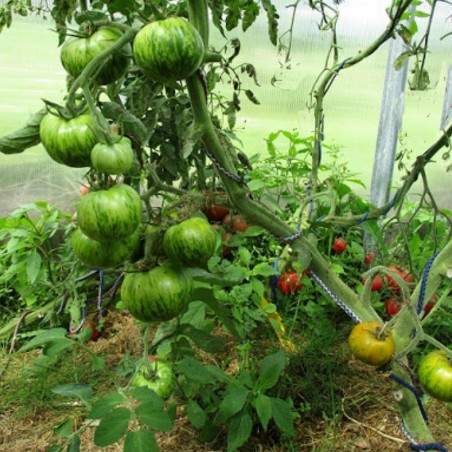 Semillas de tomate Smarald