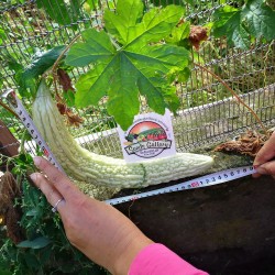 Price: €5.75 - Jätte Bittergurka, Karela frön (Momordica Charantia) - Seeds Gallery