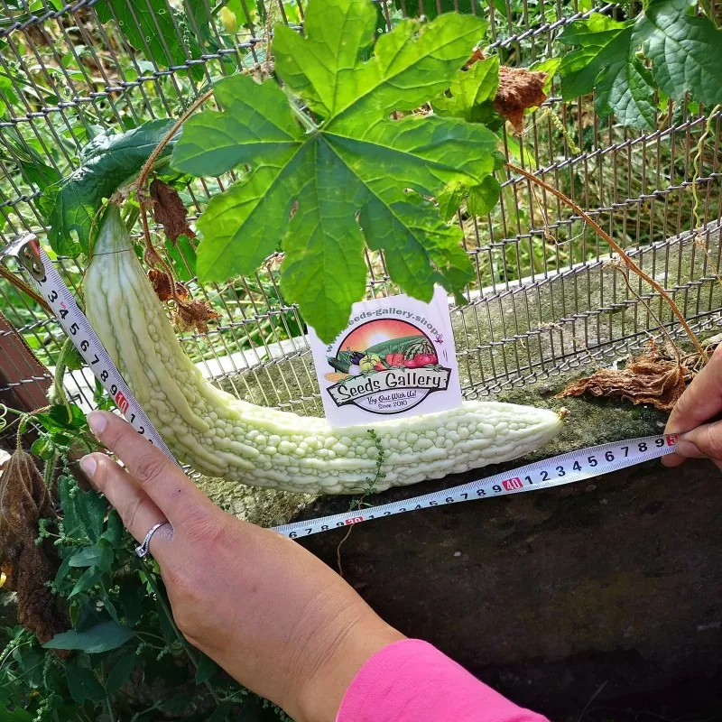 Giant Bitter Melon Seeds (Momordica Charantia)