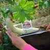 Semi di Charantea Gigante (Momordica charantia)