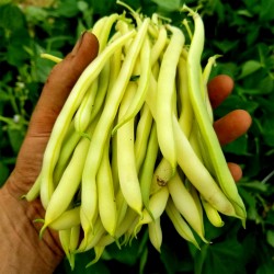 Cherokee Wax Bean Seeds