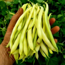 Price: €1.95 - Cherokee Wax - Bohnensamen - 
