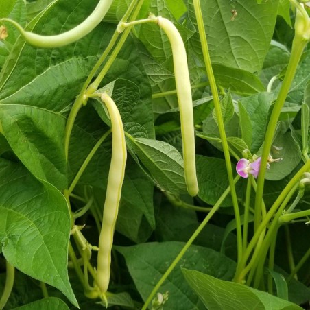 Cherokee Wax bönafrön