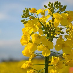 Raps frön (Brassica napus...