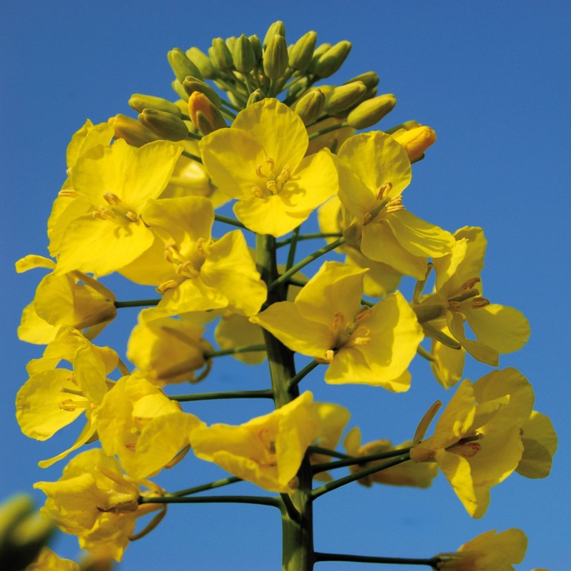 Semi di Colza (Brassica napus) | 1,15 €