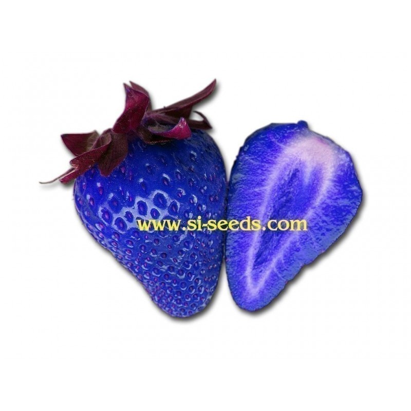 African Blue - Blaue Erdbeeren Samen