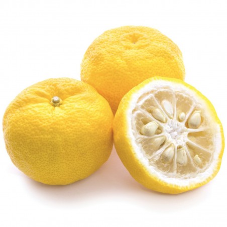 Price: €4.15 - Yuzu Zitrone Samen Winterhart bis -20°C (Citrus junos) -