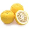 Yuzu Seme Japanski citrus -20 ° C (Citrus junos)