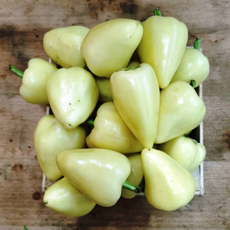 Price: €1.85 - Καυτερή πιπεριά σπόρους Somborka - Seeds Gallery